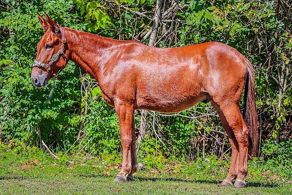 ranch-work-quarter-pony