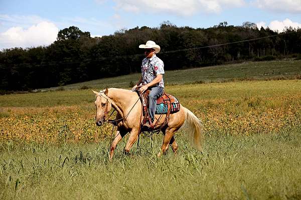 palomino-blaze-horse