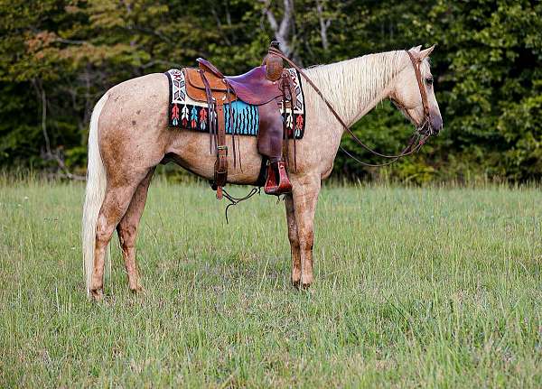 beginner-safe-quarter-horse