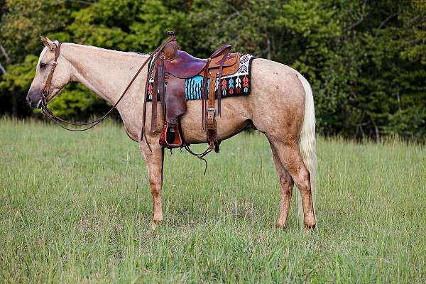 family-horse-quarter