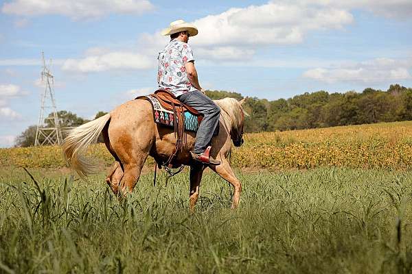 ranch-work-quarter-horse