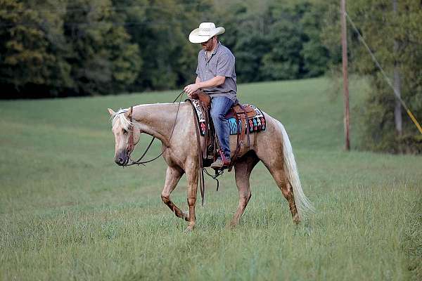 all-around-quarter-horse