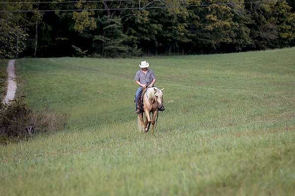 athletic-quarter-horse