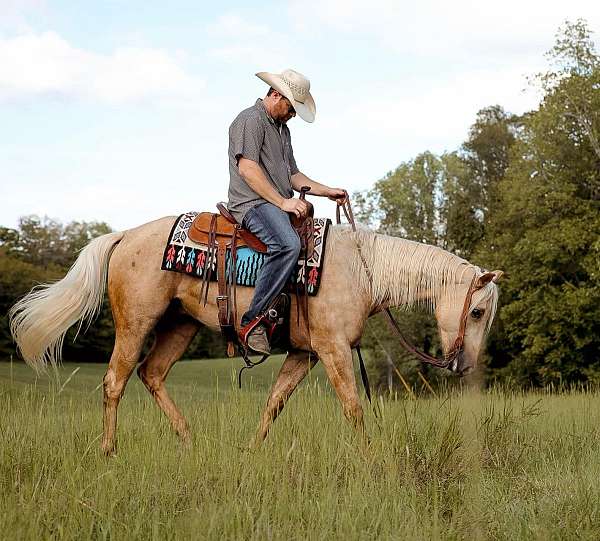 beginner-quarter-horse