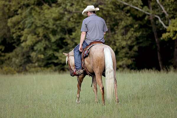 experienced-quarter-horse