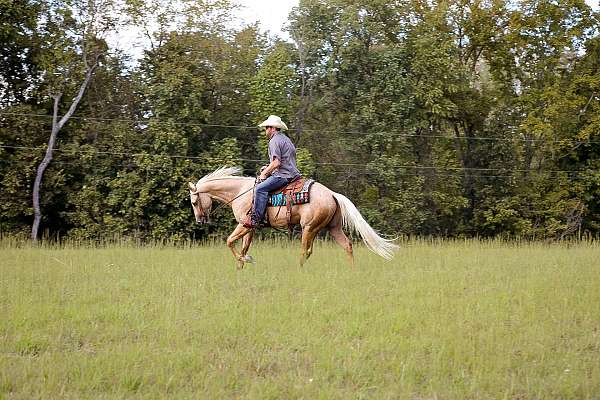 flashy-quarter-horse