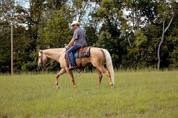 husband-safe-quarter-horse