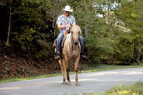 kid-safe-quarter-horse