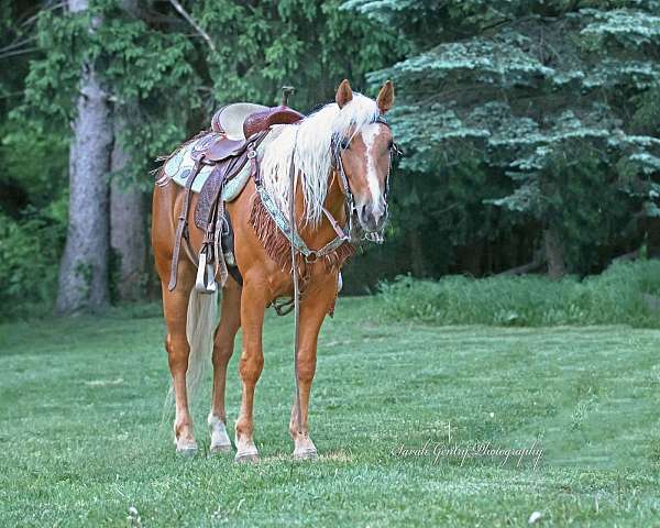 palomino-blaze-horse