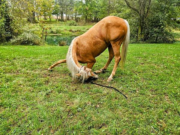 family-horse-quarter