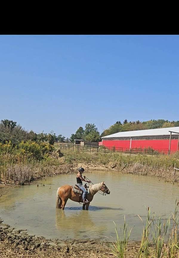 all-around-quarter-horse