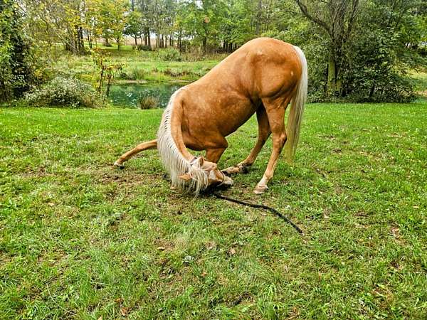 flashy-quarter-horse