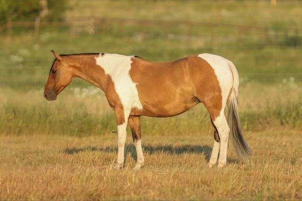 palomino-blaze-horse