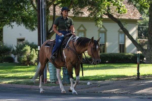 quarter-horse