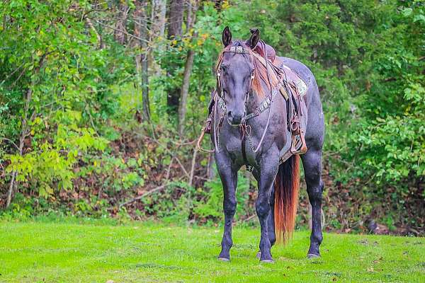 blue-roan-none-horse