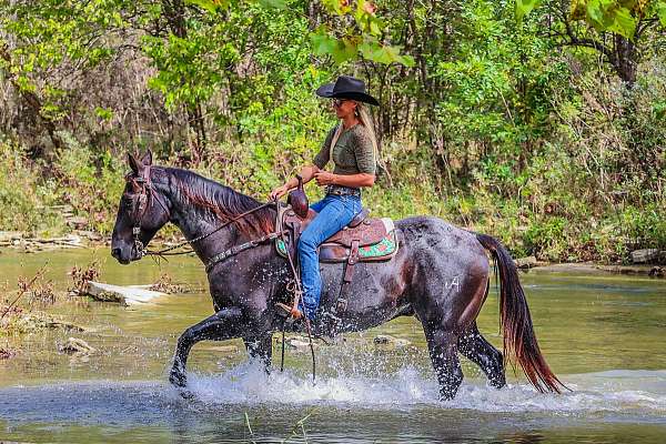 beginner-safe-quarter-horse