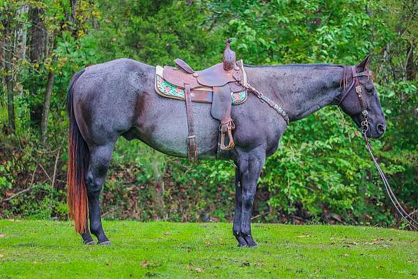 ranch-work-quarter-horse