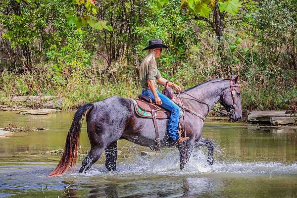 trail-quarter-horse