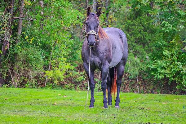 beginner-quarter-horse