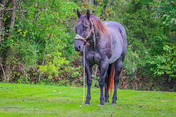 experienced-quarter-horse