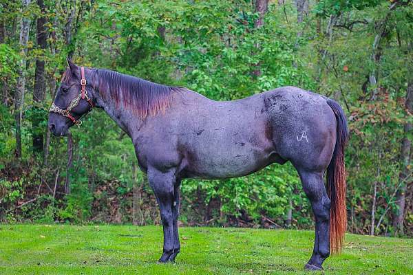 husband-safe-quarter-horse