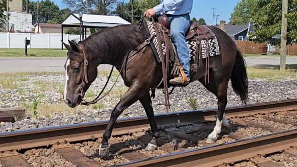 quarter-pony