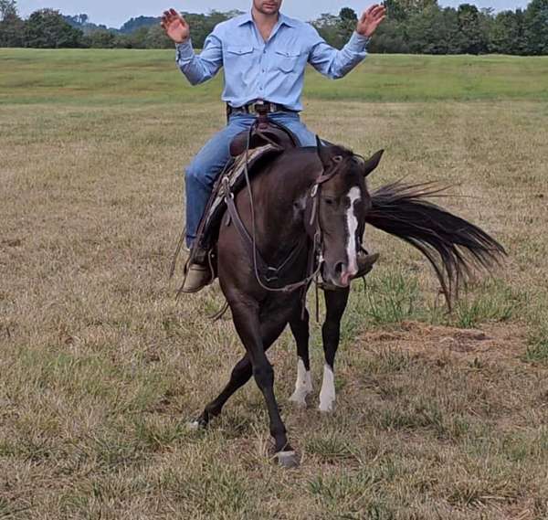 ranch-work-quarter-pony