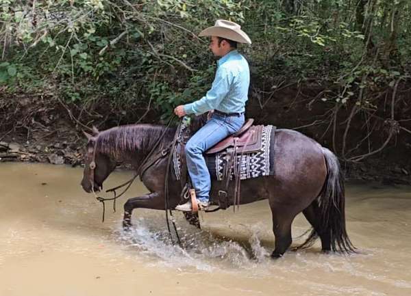 trail-quarter-pony