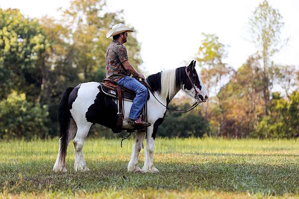 fancy-trick-gelding