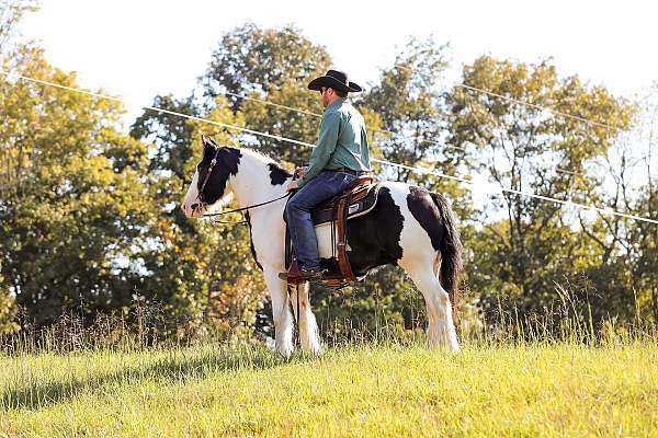 driving-gypsy-vanner-horse