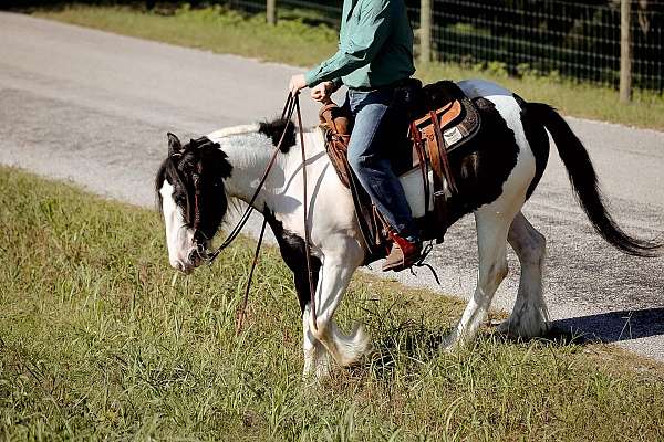 gypsy-vanner-horse