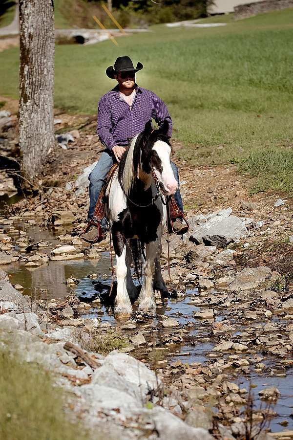 ranch-gypsy-vanner-horse