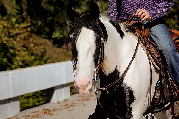 safe-gypsy-vanner-horse