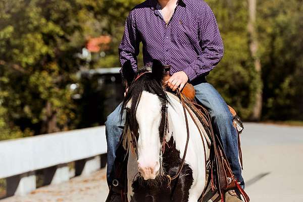 trails-gypsy-vanner-horse