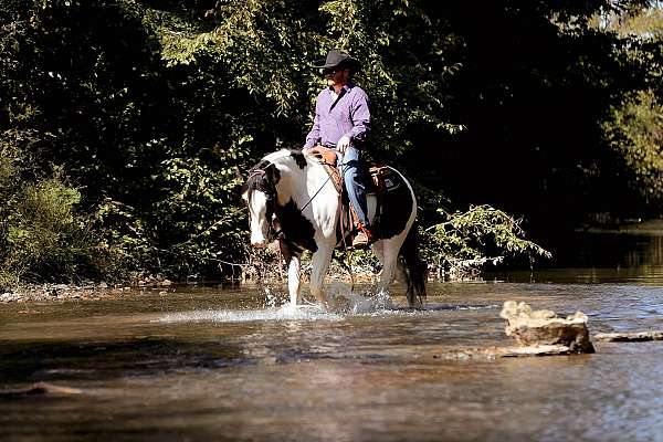 all-around-gypsy-vanner-horse