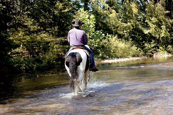 athletic-gypsy-vanner-horse