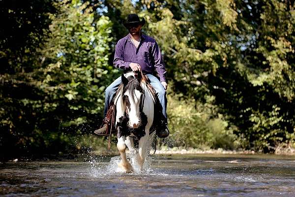 beginner-gypsy-vanner-horse