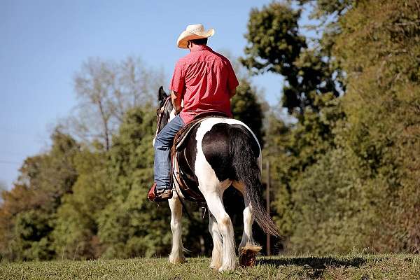 experienced-gypsy-vanner-horse