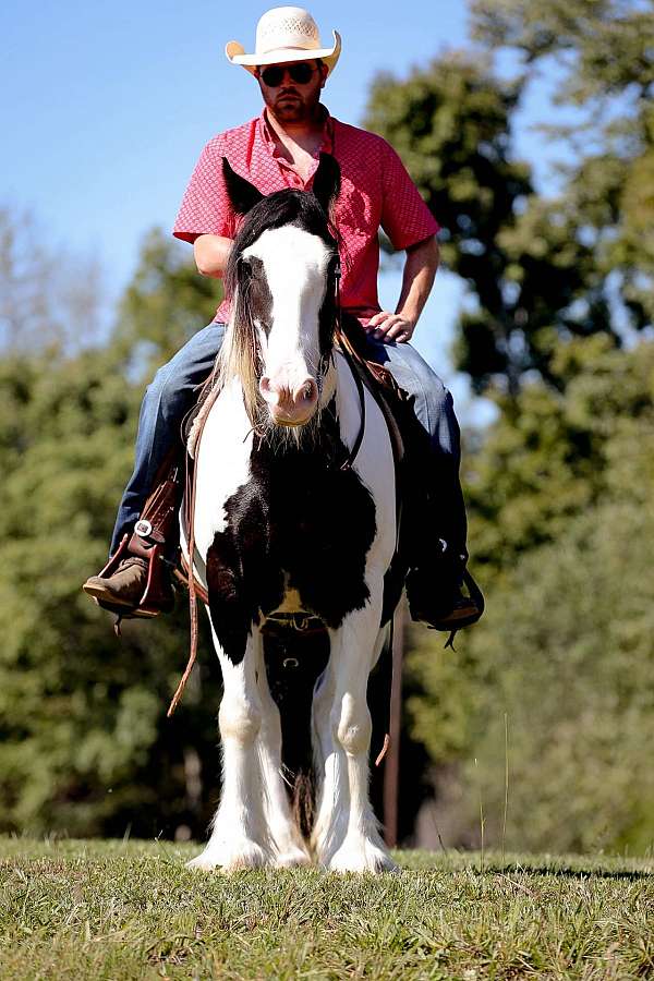 flashy-gypsy-vanner-horse