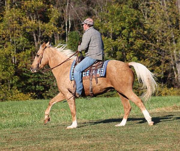 fancy-trick-gelding