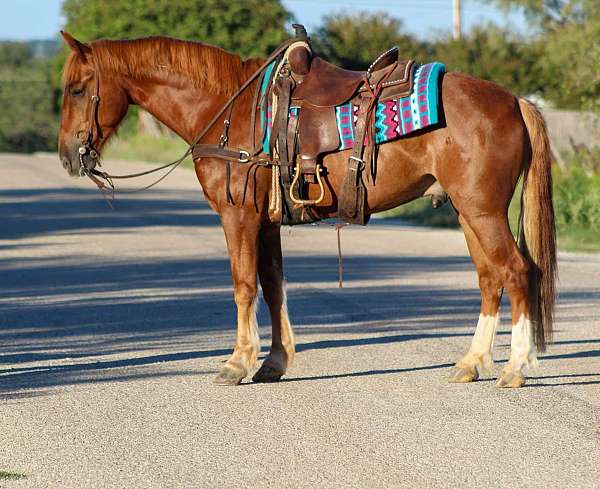 loping-mustang-horse