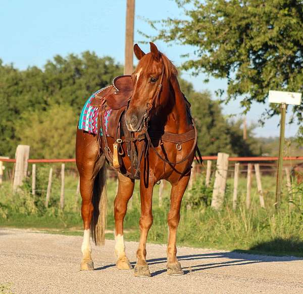 mustang-horse