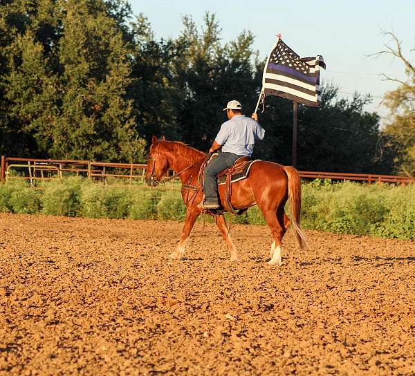 trail-mustang-horse