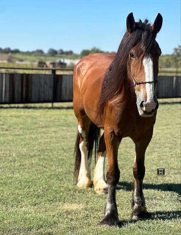 clydesdale-horse