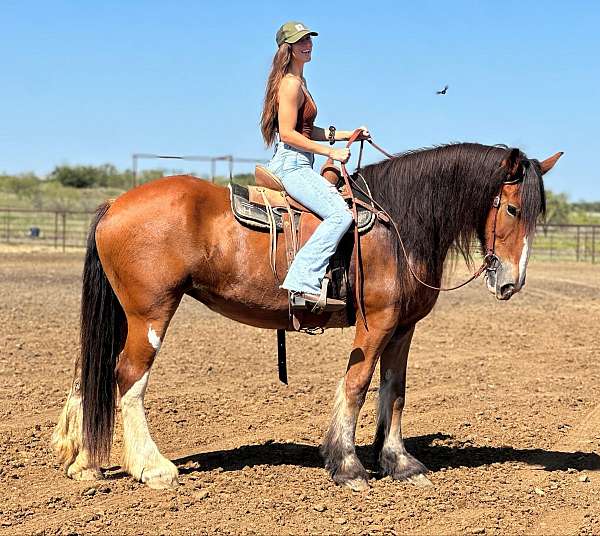 beginner-safe-clydesdale-horse