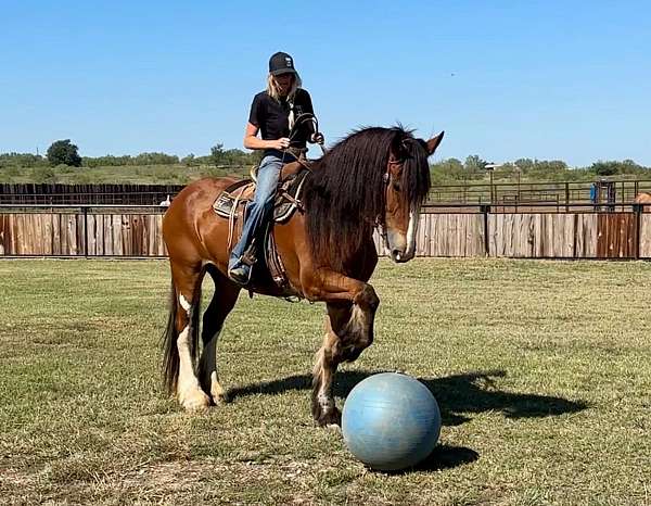 ranch-work-clydesdale-horse