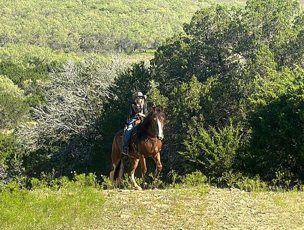 athletic-clydesdale-horse