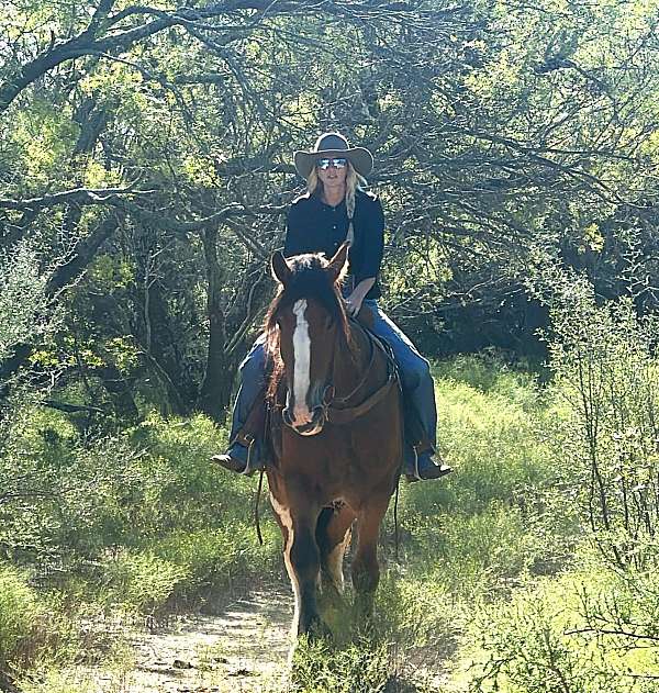 beginner-clydesdale-horse