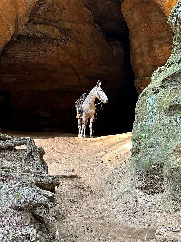 draft-clydesdale-horse