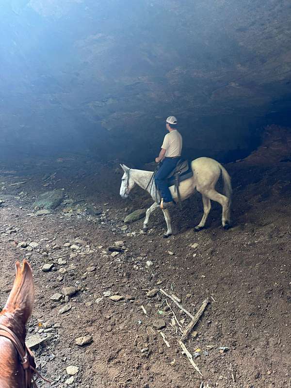 ranch-work-clydesdale-horse